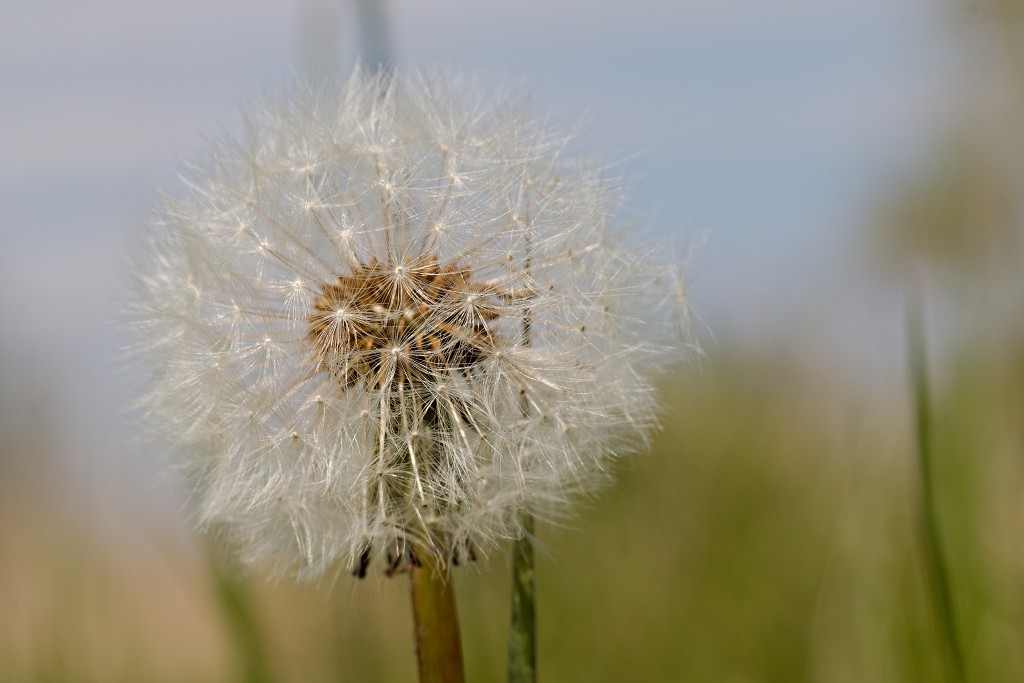 brabant biesbosch biesbos nationaal park natuurgebied natuur bevers eendenkooi rondvaart recreatie